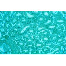 小鼠雜交瘤細胞；BSA	