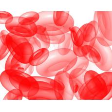 雜交瘤細胞株；1A6D3	