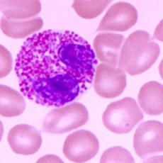 大鼠纖維母細(xì)胞；1/EJ 1-1	